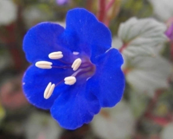 California Bluebell Flower Seeds - 50 Fresh Seeds - Blue Bell - Phacelia campanularia - Free Shipping