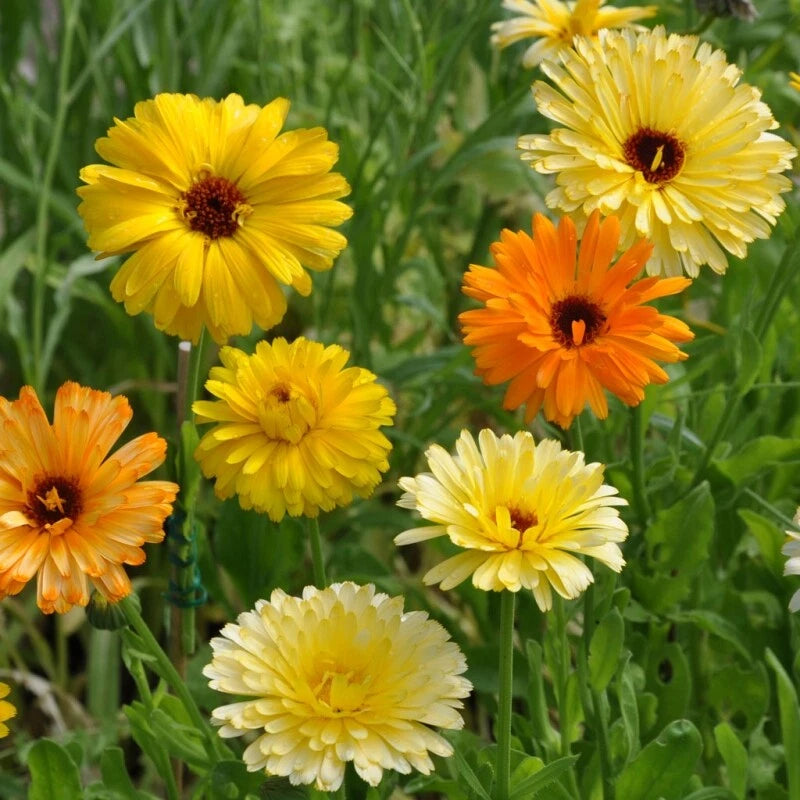 Calendula Seeds | Pacific Beauty Mix | Heirloom Edible Flowers | Free Shipping | Calendula officinalis