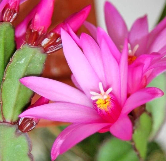 Easter Cactus 2-4