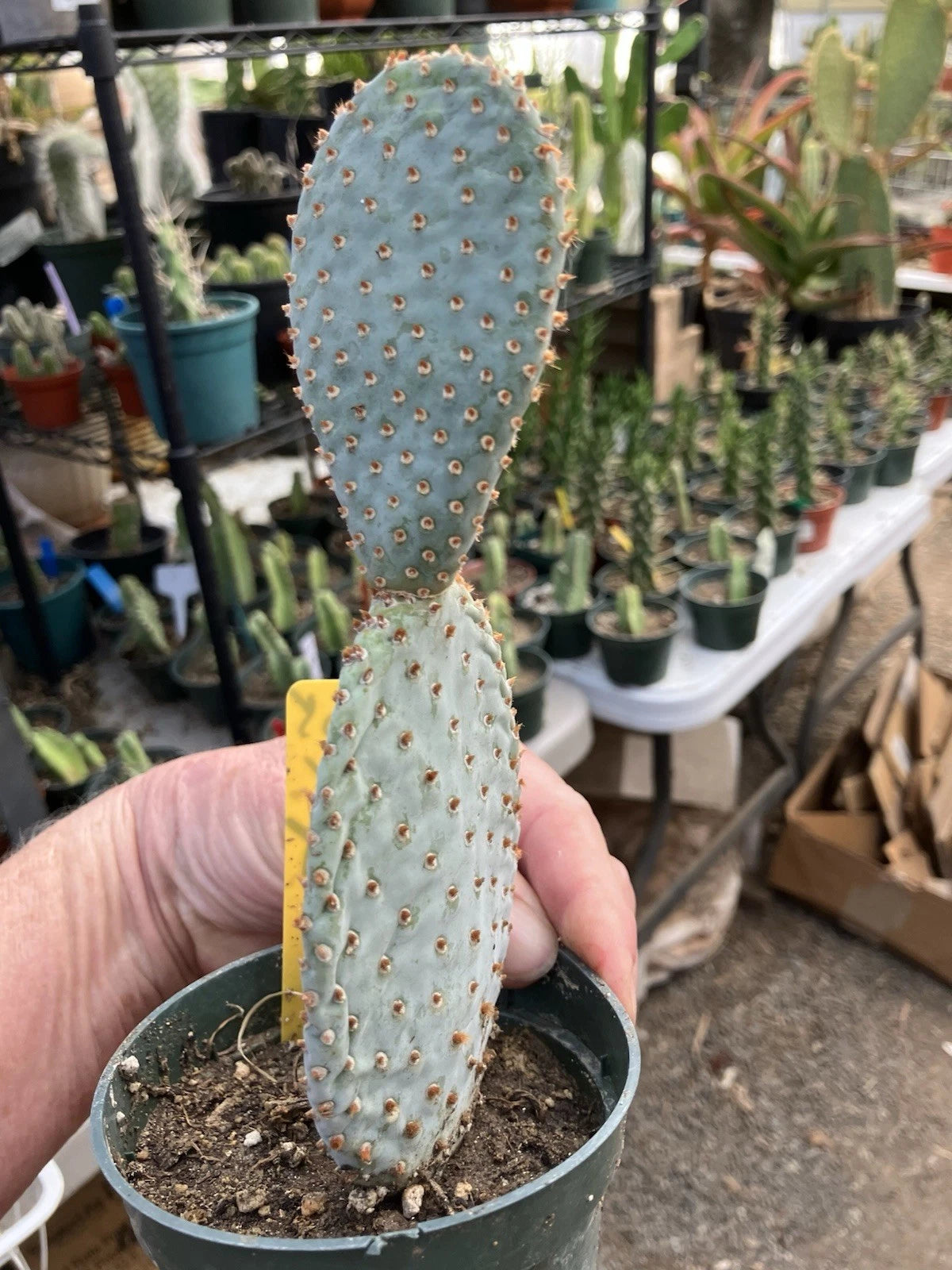 tall succulent cactus Beavertail Cactus 7.5" Tall | Opuntia basilaris | Drought-Tolerant Succulent