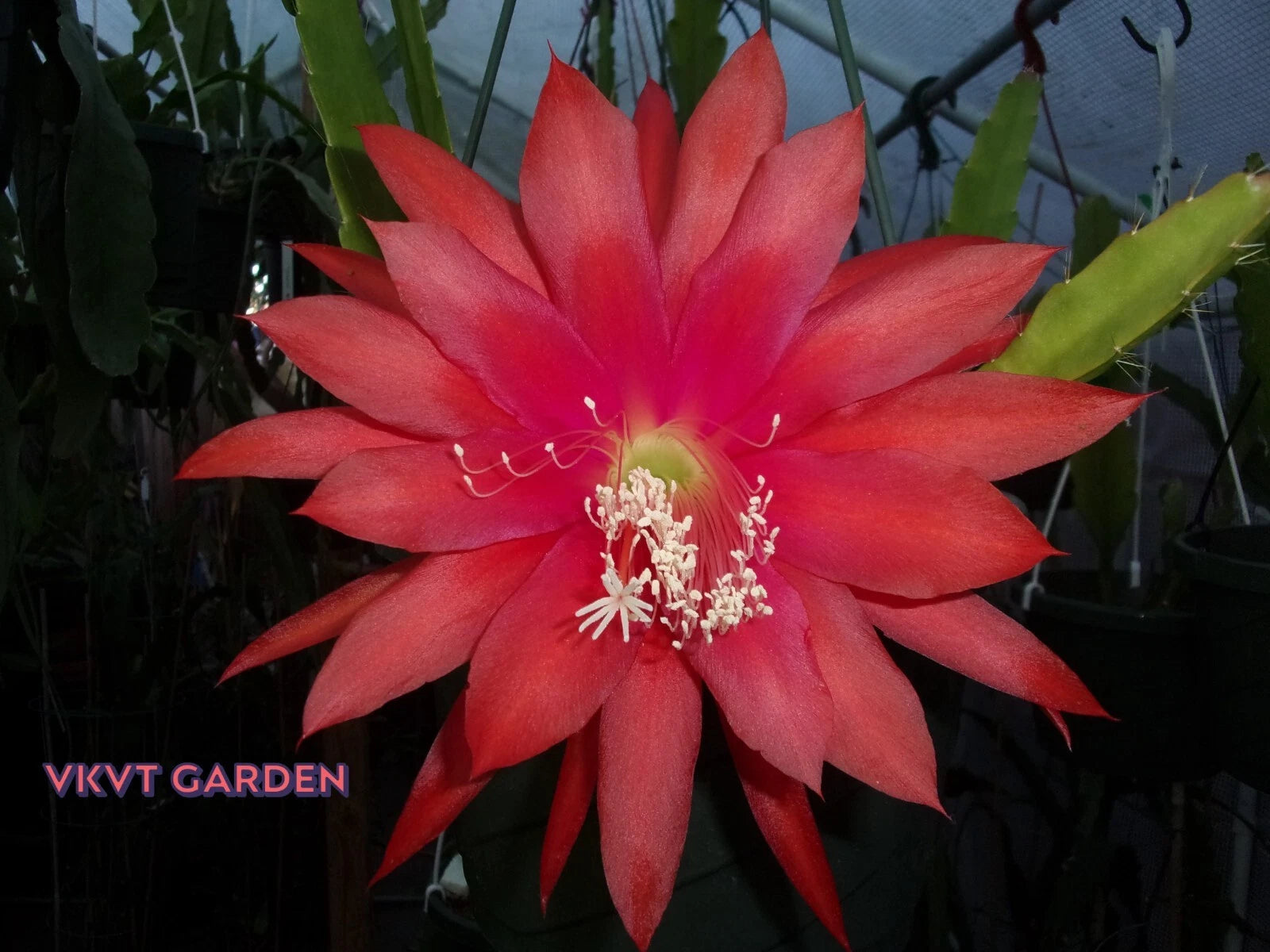 Epiphyllum Orchid Cactus Cutting - Camillo Schneider - Rare Succulent -  Perfect for Indoor Gardening