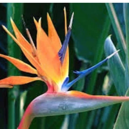 strelitzia outdoor Large Bird of Paradise Plant 3 Feet Tall Orange Tropical Indoor/Outdoo –  Jayme Garden