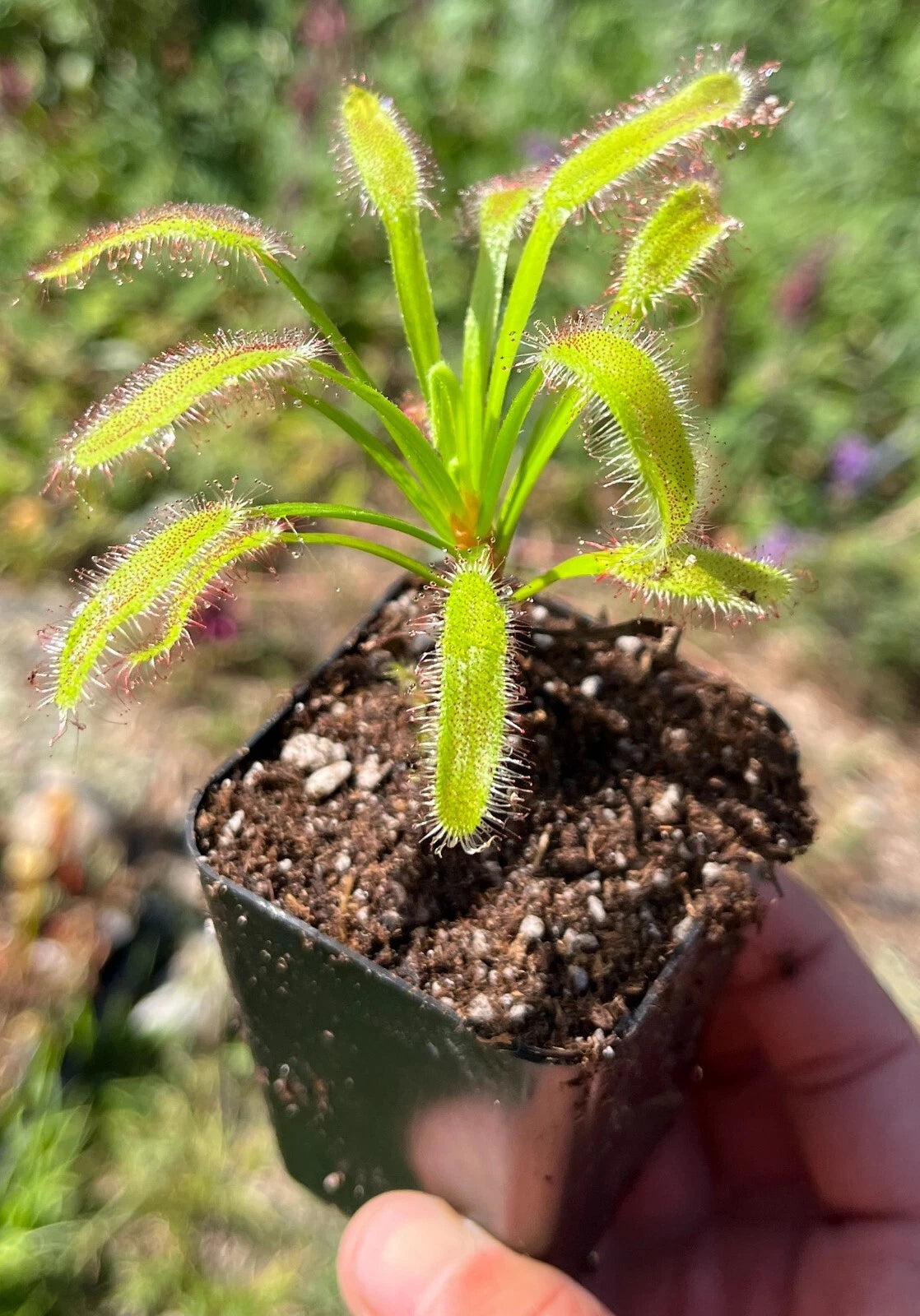 Drosera x Hercules Plant - Easy to Grow Potted Sundew - Carnivorous Plant  for Home Garden