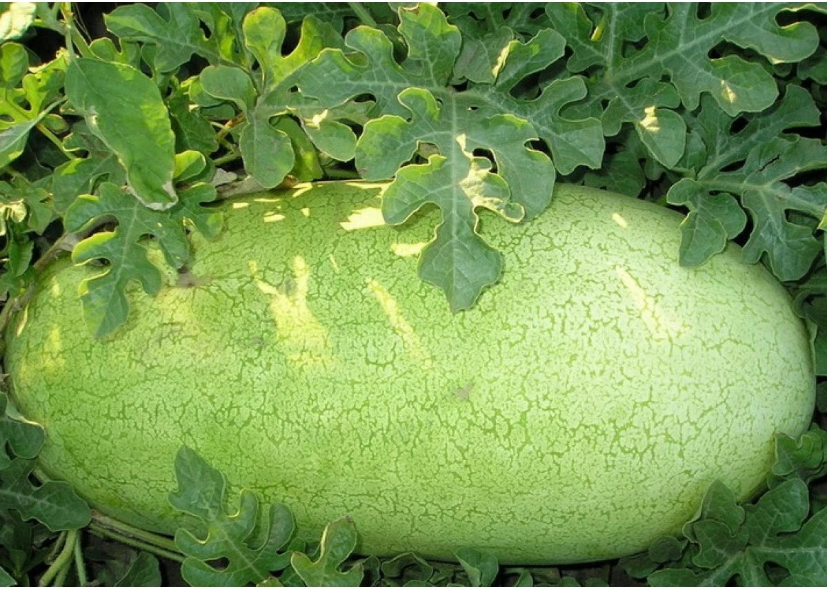 20 Seeds Charleston Grey Watermelon Heirloom - Beautiful Pale Green Skin Melon (Citrullus lanatus)