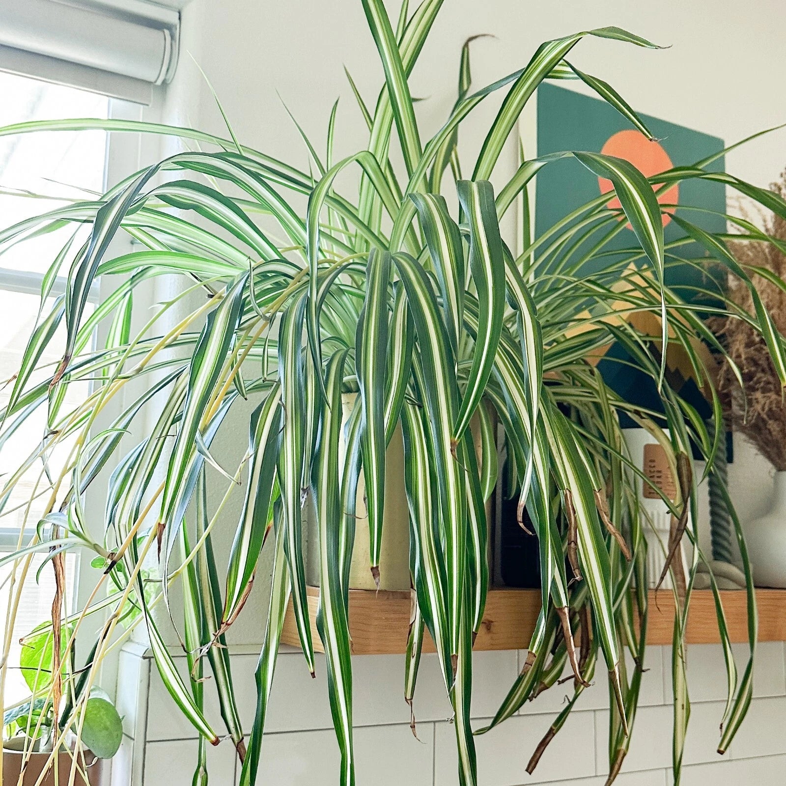 live spider plants Live Spider Plant Cuttings - Fully Rooted 'Chlorophytum comosum'