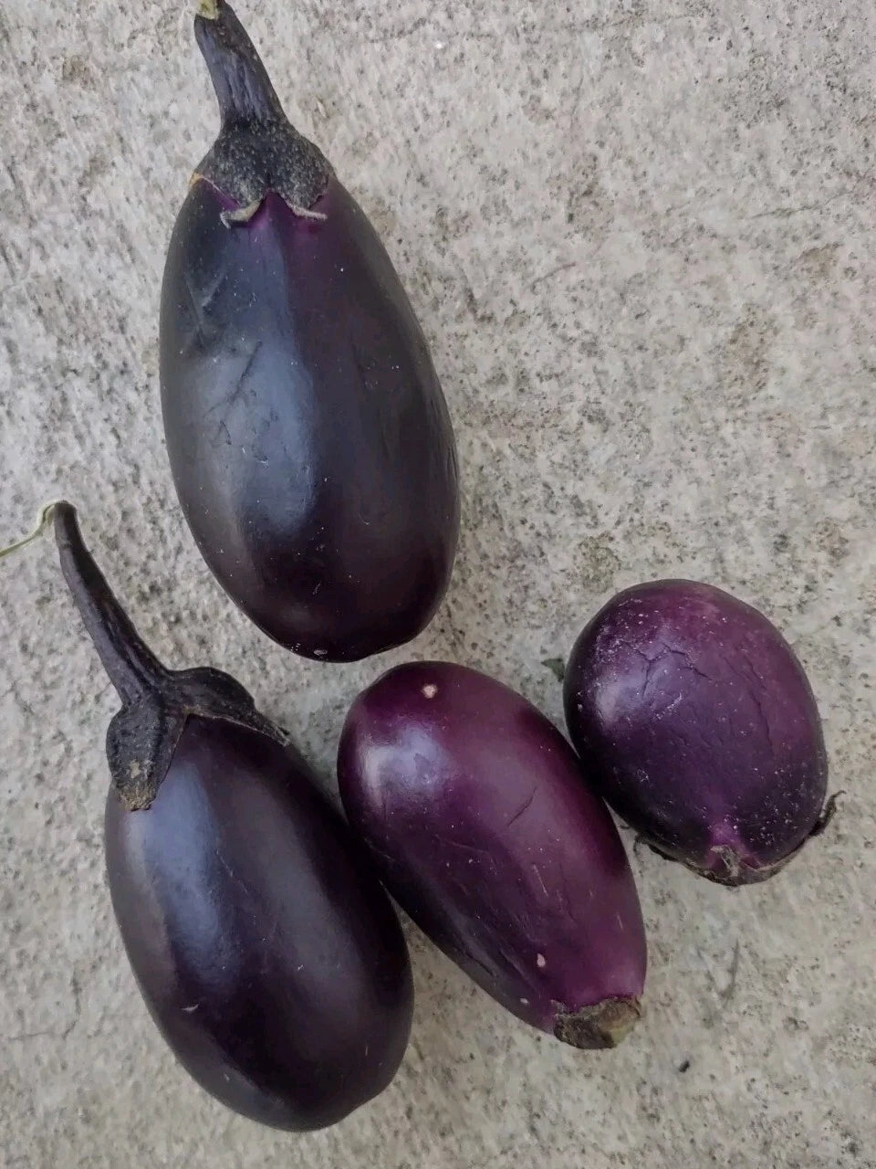 Black Beauty Dwarf Eggplant Seeds 2-3" Heavy Yield Easy to Grow Solanum melongena