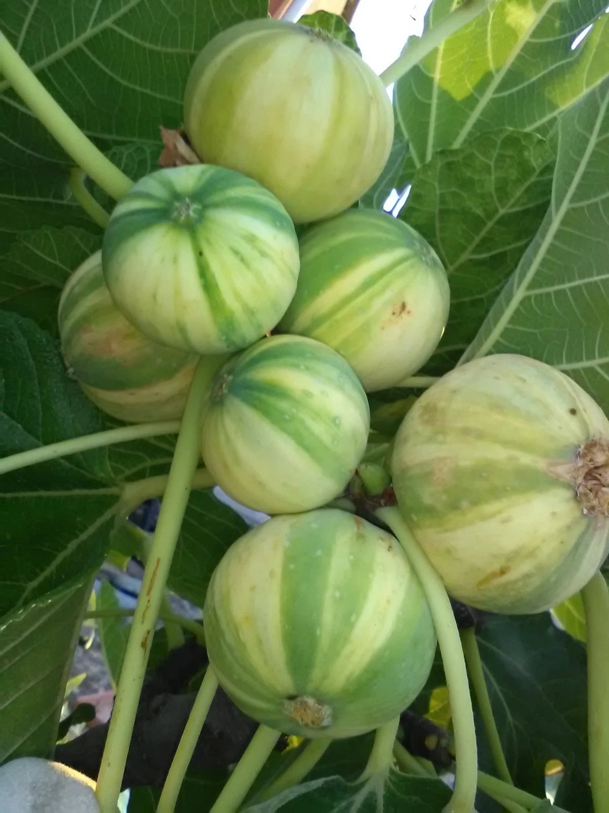 Jesus Cutting Plant - 1 Piece, Not Rooted, Indoor Houseplant, Ideal for Propagation, Euphorbia trigona