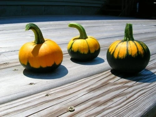 Pumpkin Seeds - Batwing Mix - Fresh Heirloom Seeds - Cucurbita pepo