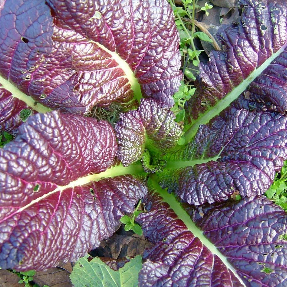 Japanese Giant Red Mustard Greens Seeds - Non-GMO Heirloom - Brassica juncea - Perfect for 2025 Planting
