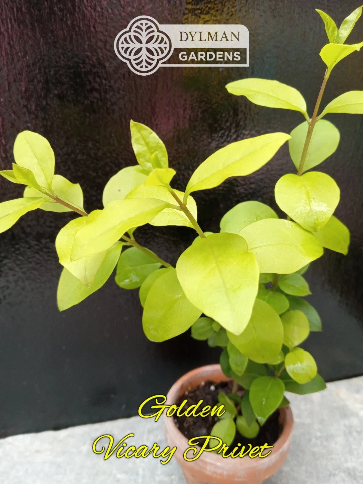 Golden Vicary Privet Live Plant 8-10 inches - Ligustrum x vicaryi - Ideal  for Hedges and Landscape Design  Jayme Garden
