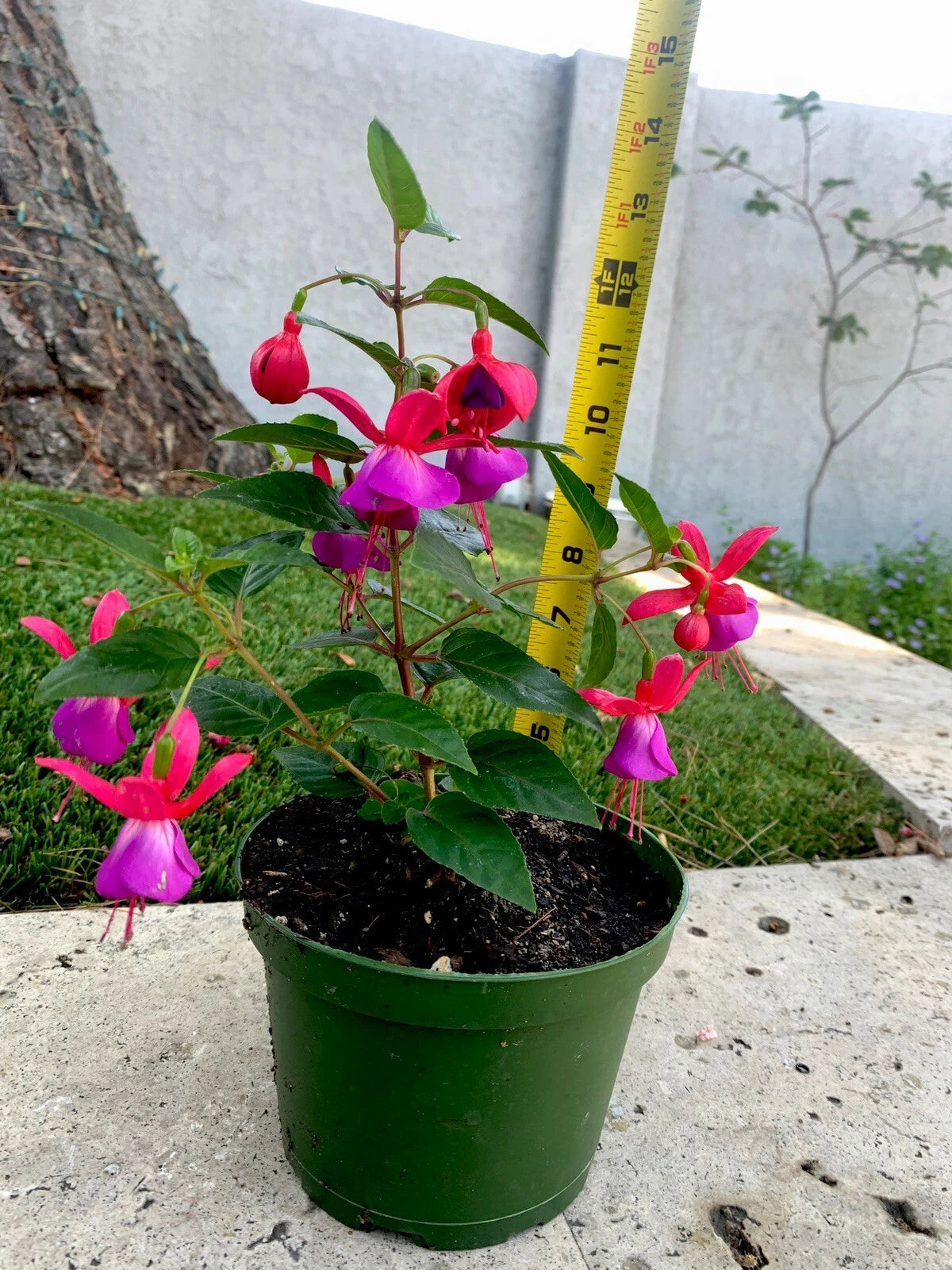 fuchsia plant pot Blue Eyes Fuchsia Live Plant 12x6x6" Well-Rooted in 6 Inch Pot (Fuchsi – Jayme Garden