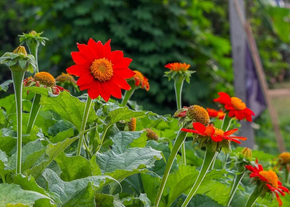 Mexican Sunflower Seeds | 100+ Seeds | Attract Butterflies & Hummingbirds | Tithonia diversifolia