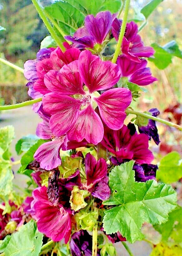 malva flower seeds Red Malva Sylvestris Var Mauritiana Rosea Seeds - 50 Pack