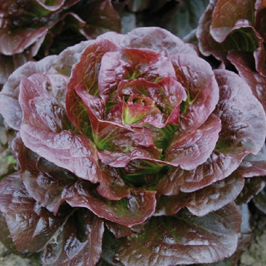 Romaine Cimarron Lettuce Seeds 600+ Heirloom Red Vegetable Garden Seeds - Non-GMO, Organic, Easy to Grow