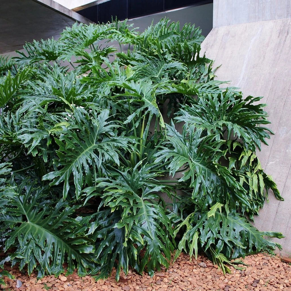Lacy Tree Philodendron Seeds - 15 Split Leaf Selloum Seeds - Ideal House  Plant for Indoor Gardening
