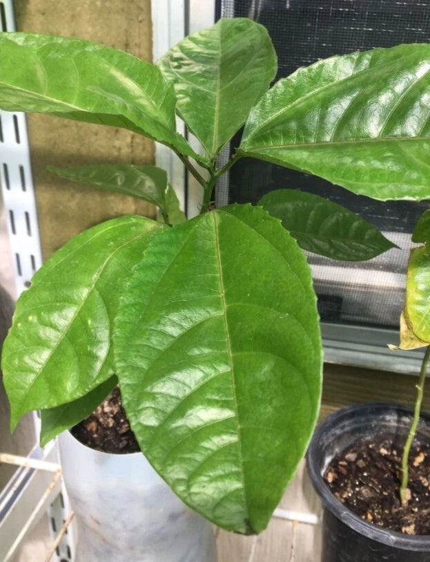 Giant Granadilla Plants - Passiflora Edulis