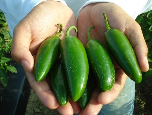Jalapeno Pepper Seeds Bulk 300 Count for Stuffed Peppers & Salsa, Heavy Yielding Variety - Capsicum annuum