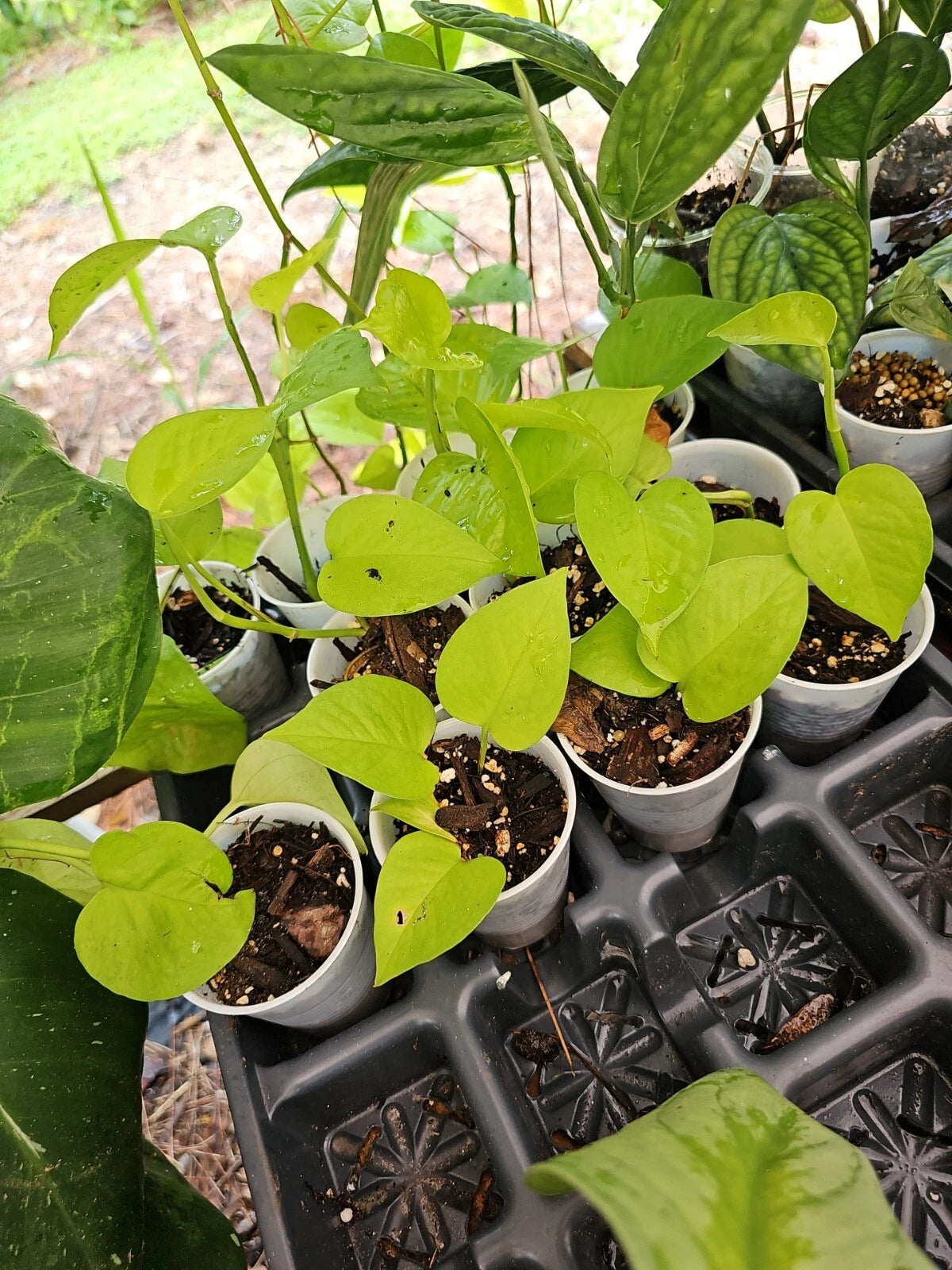 Rooted Neon Pothos Plant - 2.5" Pot - Epipremnum aureum - Indoor Houseplant, Live Greenery, Easy Care