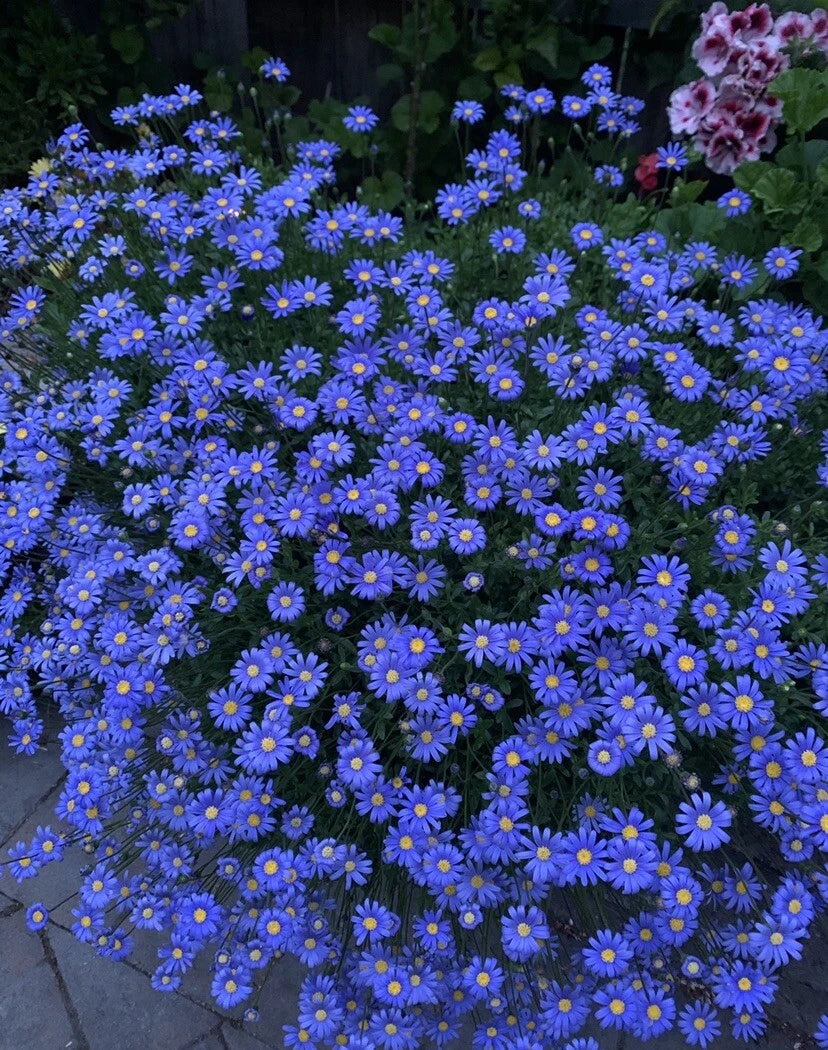 Blue Daisy Plant, 8” Pot, Perennial, Asteraceae, 12x12x8 Big Blooming Flower