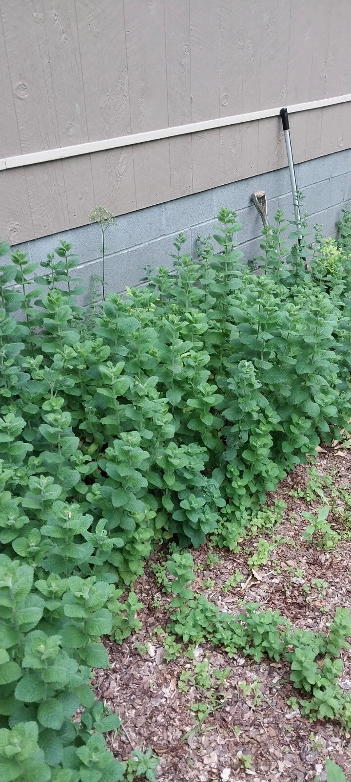 mentha suaveolens variegata Hardy Giant Apple Mint Plants - 4 Pack - Fast Growing - Mentha suaveolens ' Variegata'