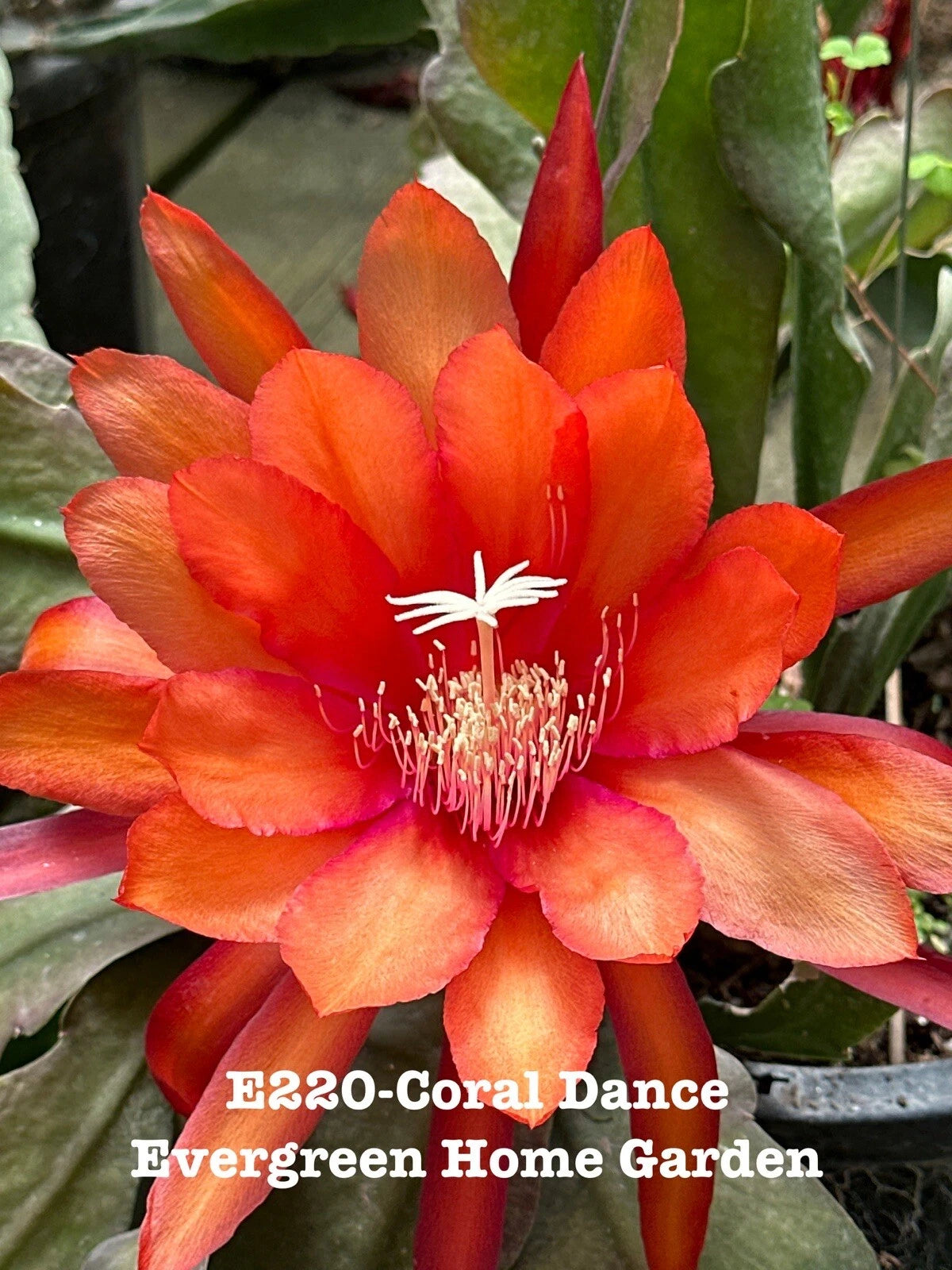 Epiphyllum Orchid Cactus 