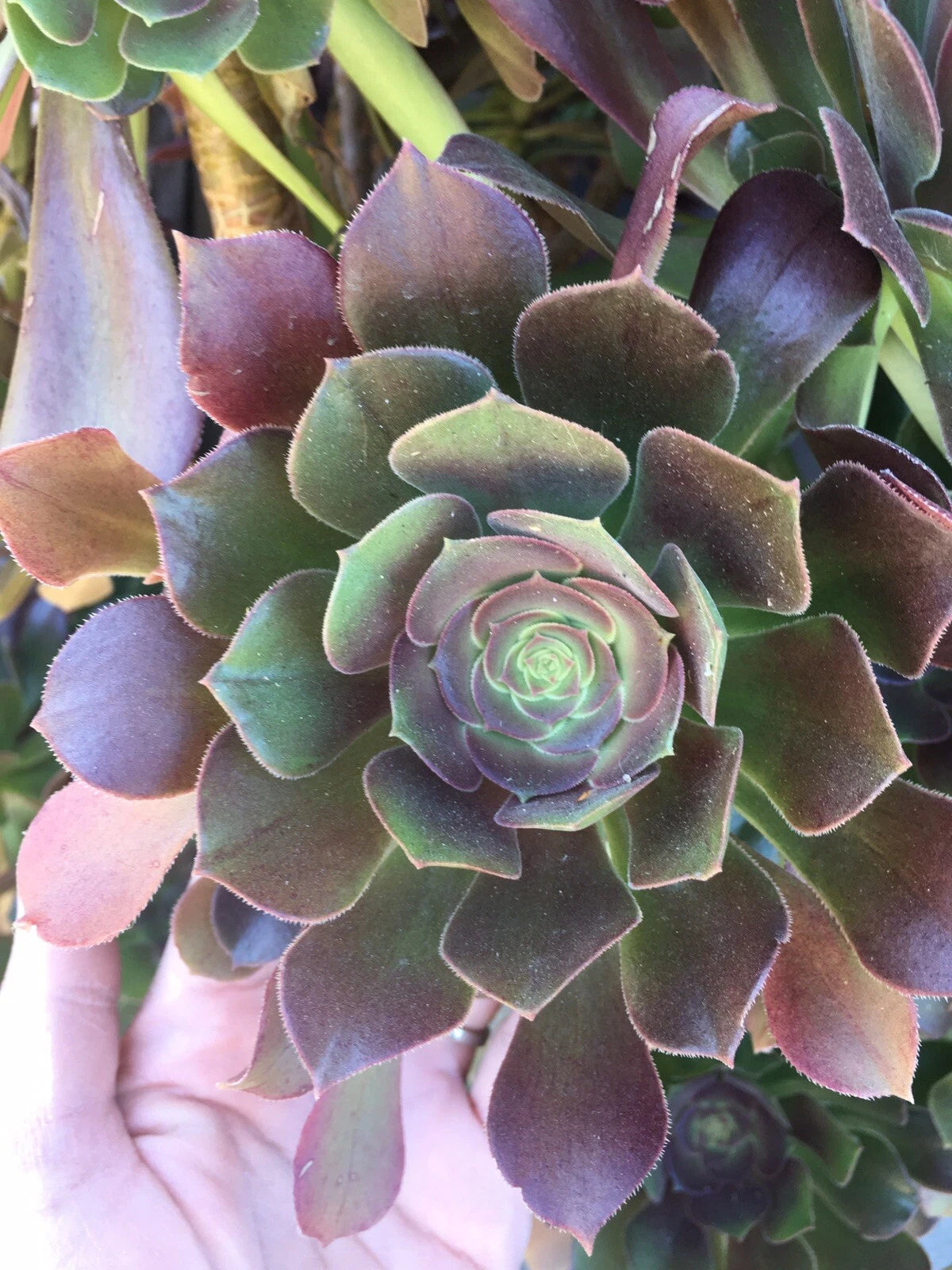 BiColor Aeonium Rosette Cuttings - 3 to 4 Inches in Diameter - Succulent Plant Cuttings - Aeonium ‘Sunburst’