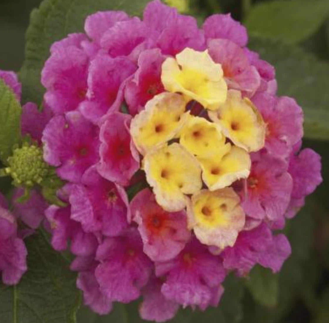 Lantana Bandana Pink Live Annual Plants