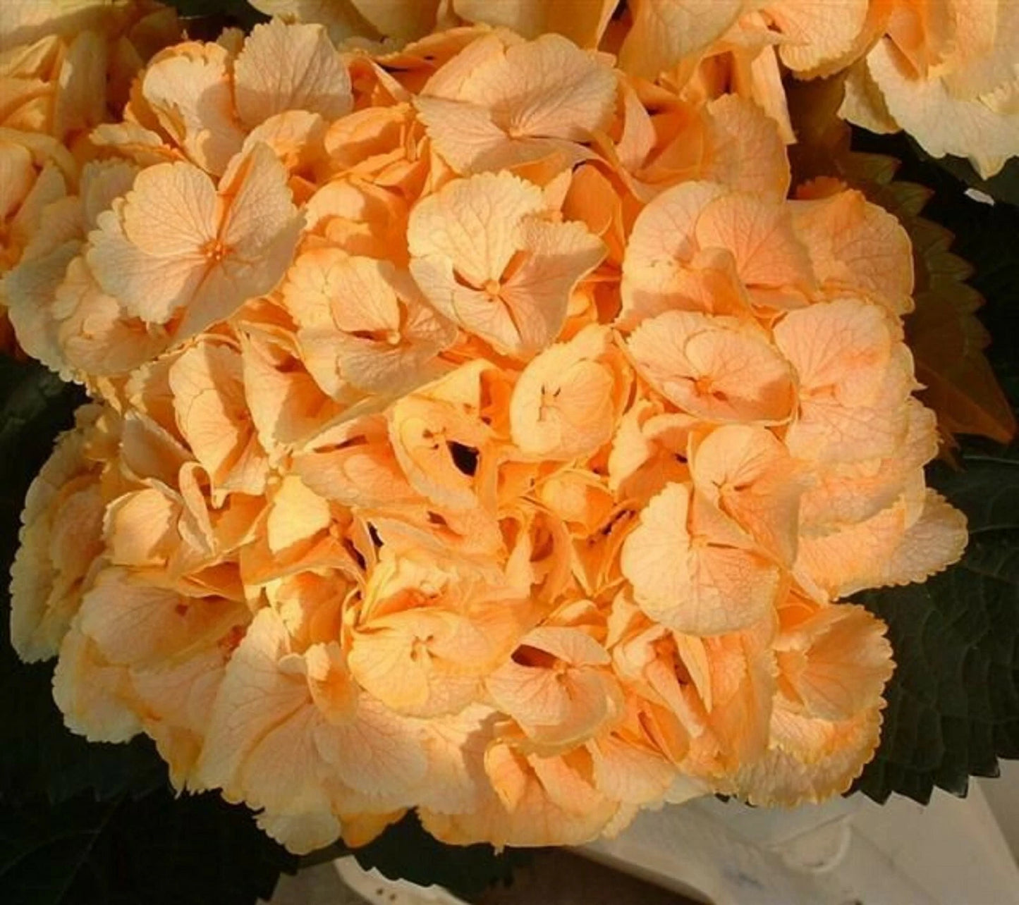 Yellow Hydrangea Seeds - 5 Perennial Hardy Flower Bush Seeds - Hydrangea macrophylla