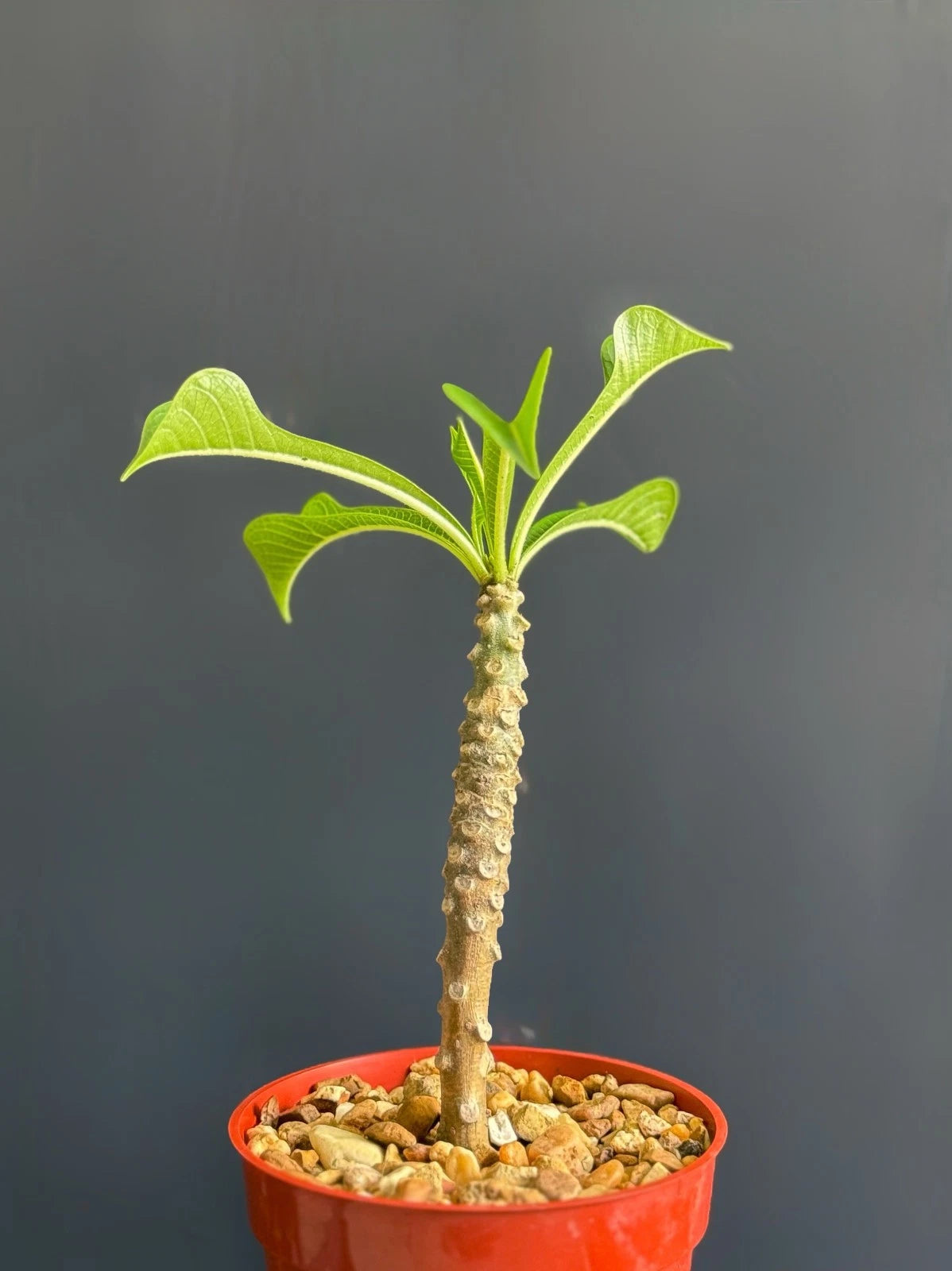 frangipani plant in pot Plumeria Pudica Wedding Bouquet Plant - Tropical White Flowering Specimen in 4" Pot