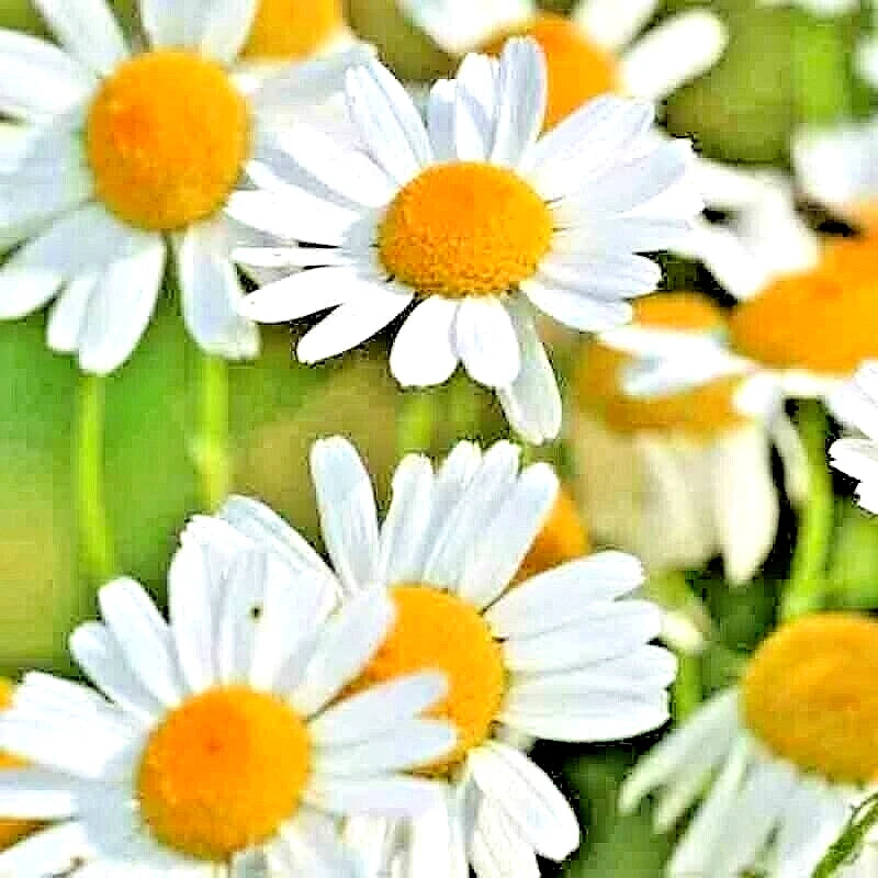 Roman Chamomile Seeds - 200+ Heirloom Perennial Groundcover Seeds - Chamaemelum nobile