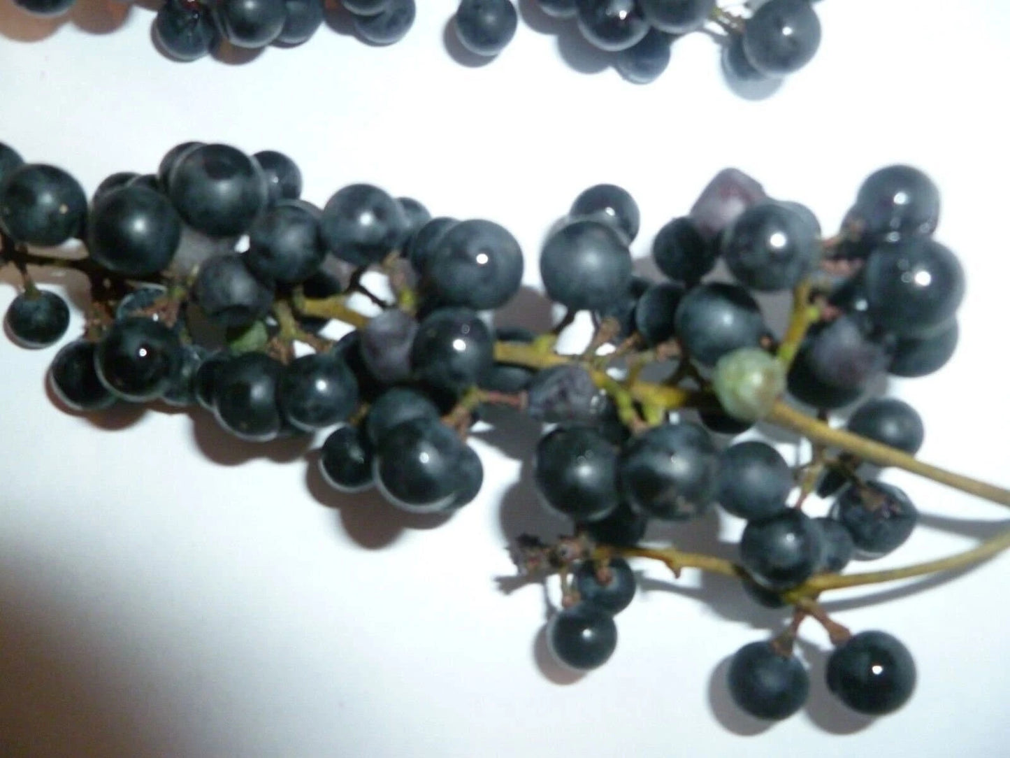 Wild Grape Seeds - 10 Organic Vitis aestivalis - Heirloom Variety - Free Shipping