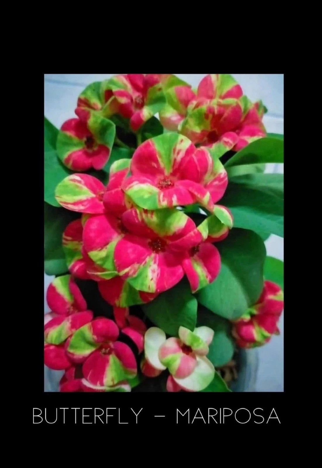 Crown of Thorns Plant - Rooted Butterfly Mariposa Euphorbia Milii Corona De  Cristo