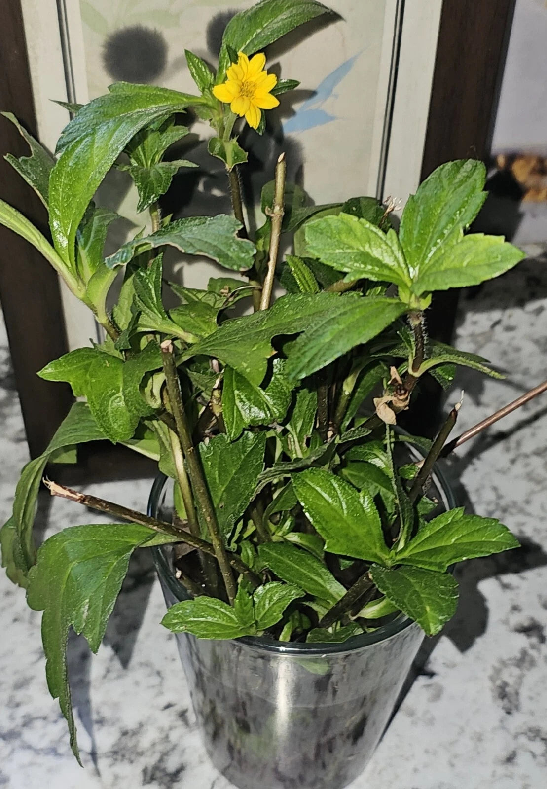 5 Organic Wedelia Plants 8" Heirloom Sphagneticola trilobata - USA Grown, Rooted Ground Cover, Drought Tolerant