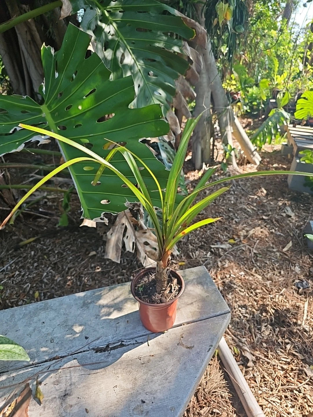 Screw Pine Plant in 5" Pot - Pandanus utilis - Tropical Indoor/Outdoor Tree, Low Maintenance, Unique Foliage