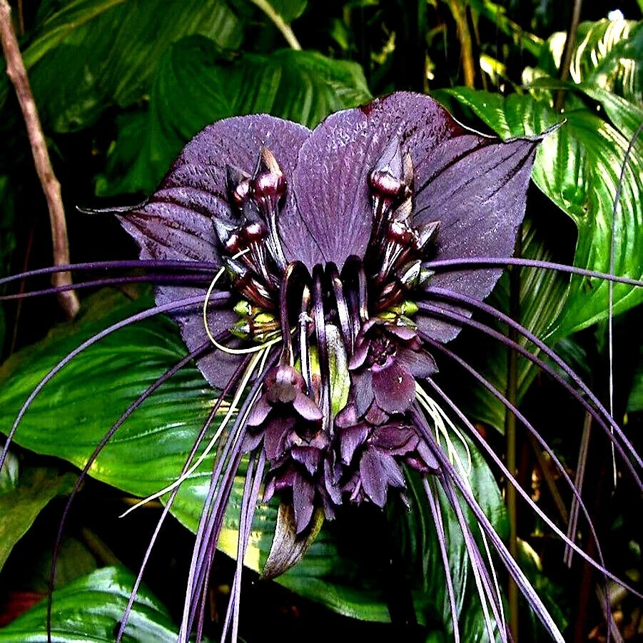rare house plant seeds Black Bat Orchid Seeds - Rare Tacca chantrieri