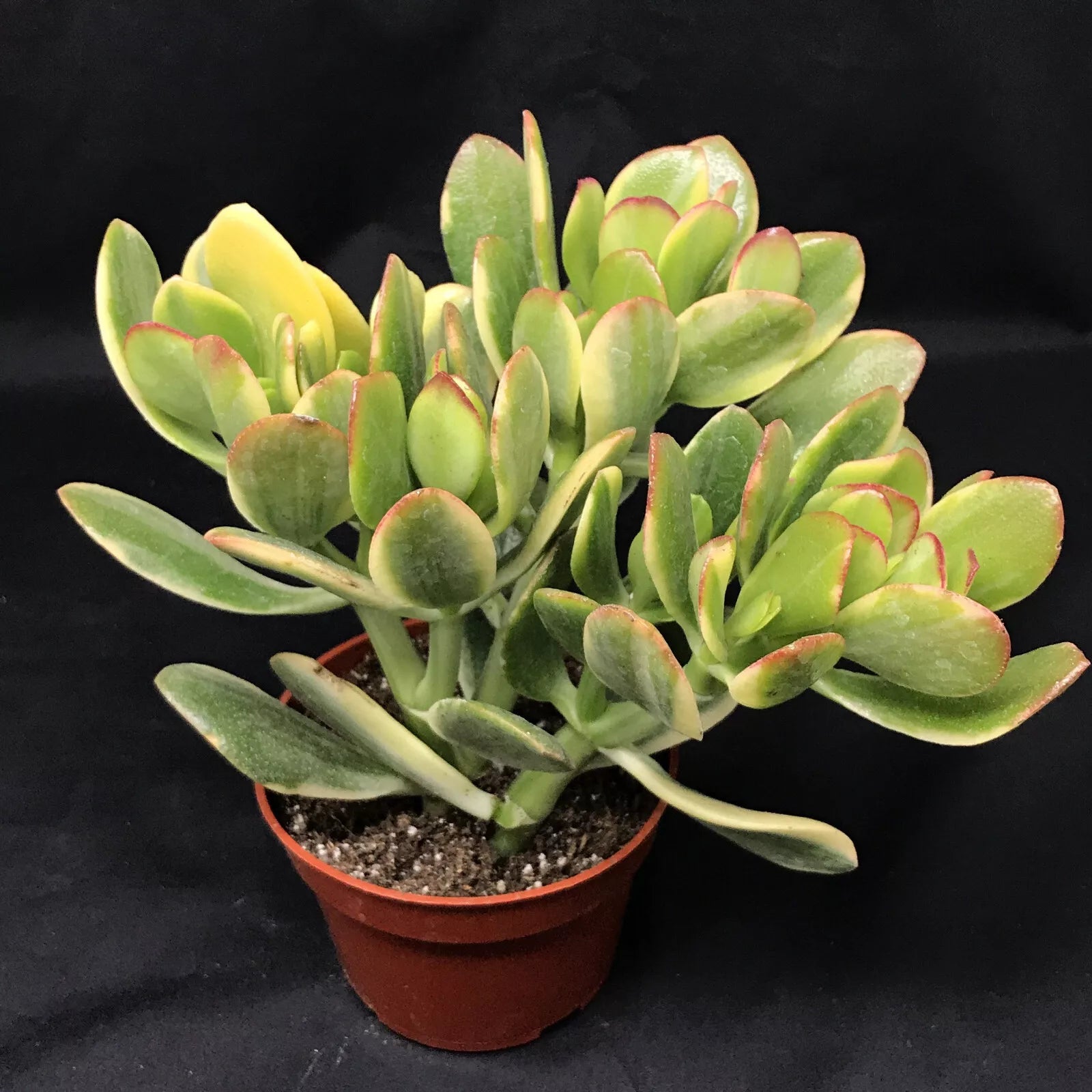 Jade Lemon & Lime Plant Starters, 4-6 Inches, Rooted Cuttings, Crassul –  Jayme Garden