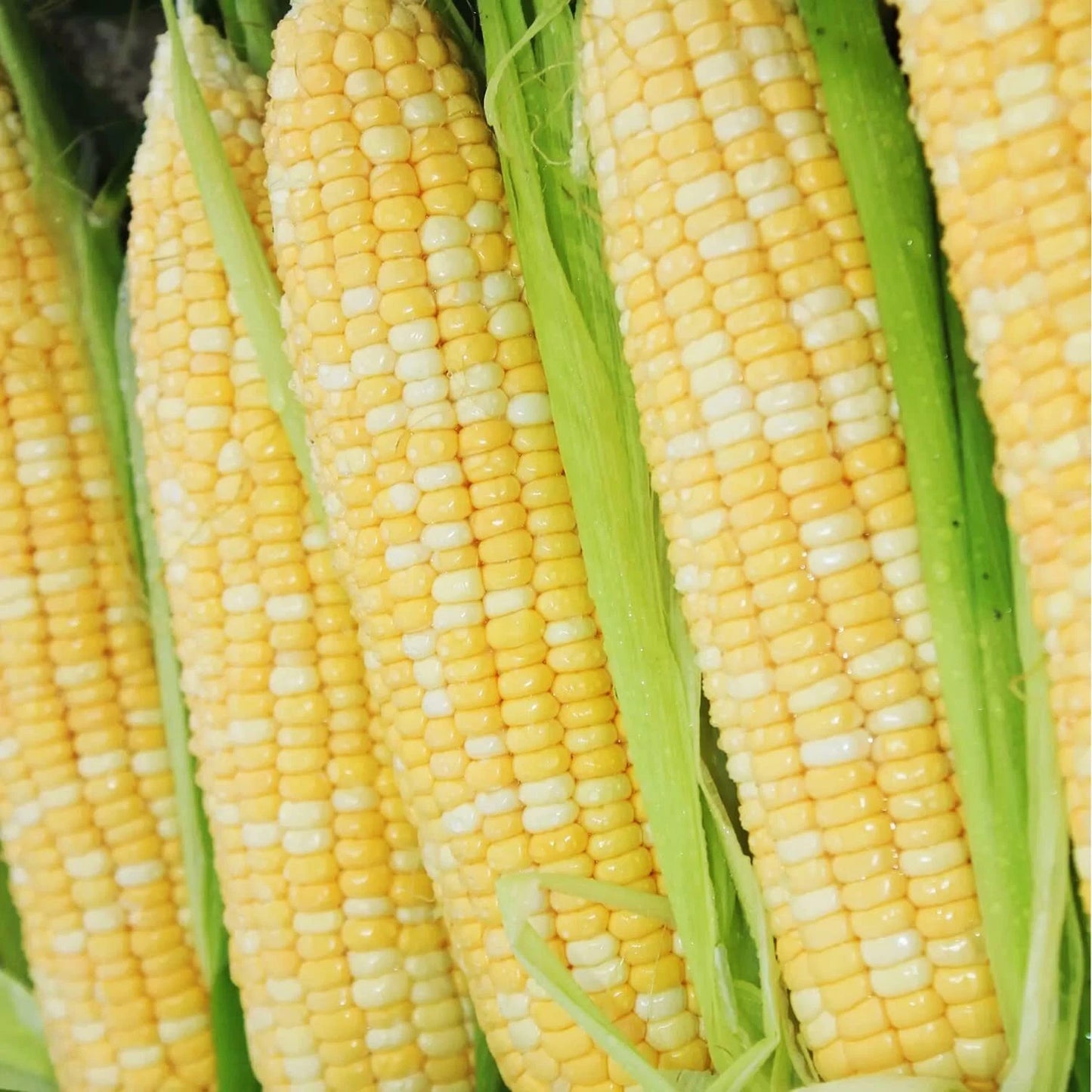Bi-Color Sweet Corn Seeds 200 pcs "Peaches and Cream" Non-GMO Heirloom Zea mays