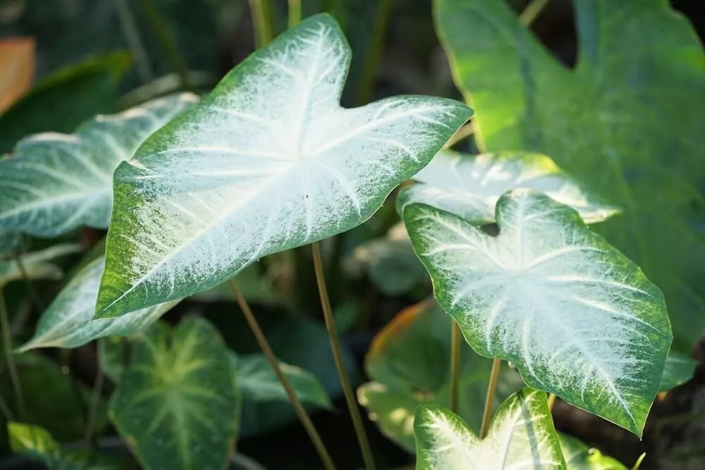 caladium elephant ear plant Caladium Bulbs for Planting - Elephant Ears, Fancy Varieties