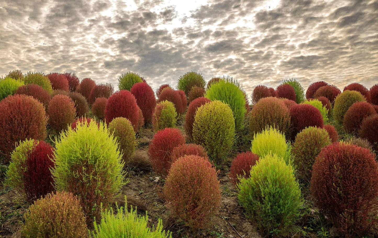 Kochia Seeds - 100 Pack - Burning Bush - Summer Cypress (Kochia scoparia)