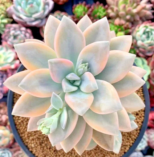 Graptopetalum Paraguayense 'Jester' - 2.5" Potted Succulent Plant, Unique Colorful Leaves, Easy Care Houseplant