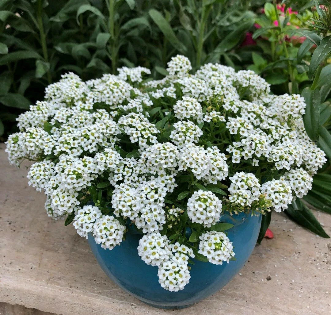 Sweet Alyssum Flower Seeds, White, 100 Count, Lobularia maritima