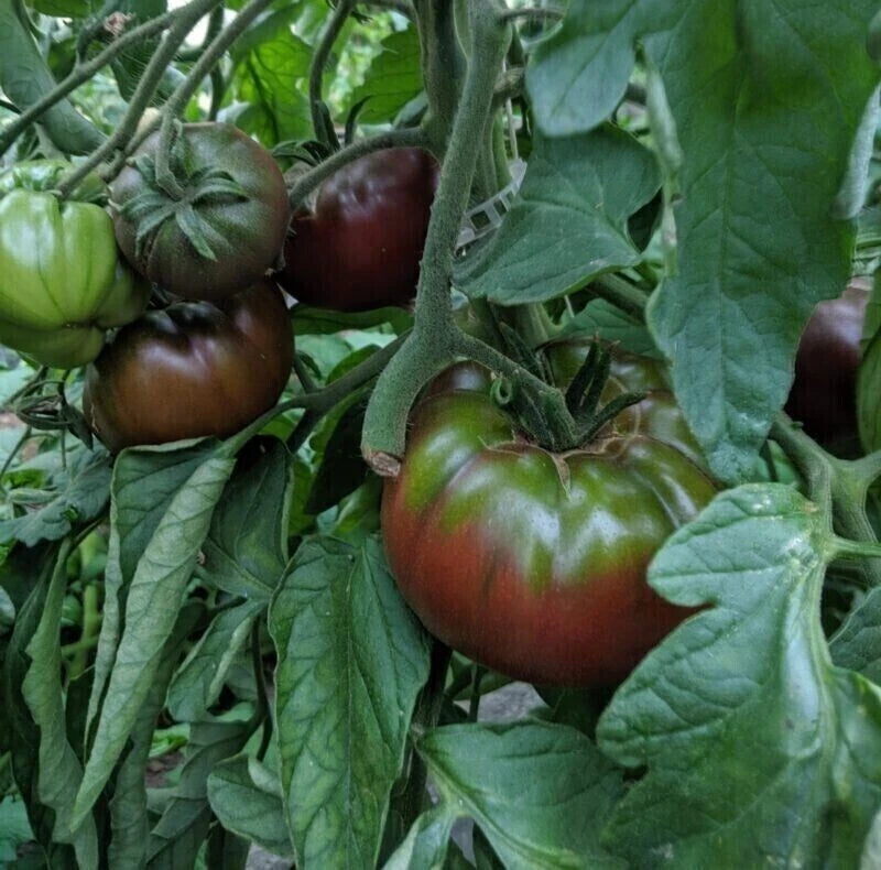 Russian Black Krim Tomato Seeds - 30+ Non-GMO Organic Heirloom Seeds for Home Gardening - Solanum lycopersicum