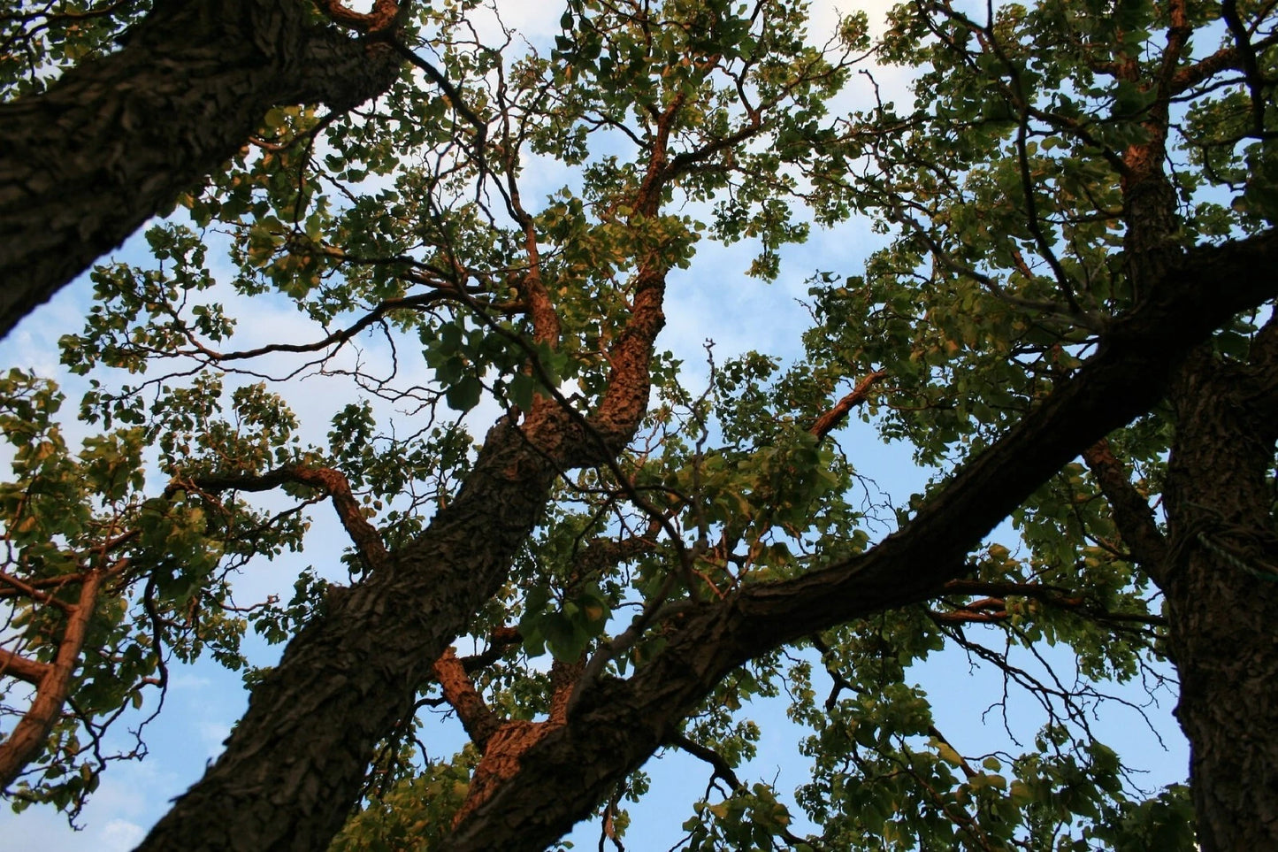 Japanese Raisin Tree Seeds - 10 Seeds - Hovenia dulcis - Hardy Fruit Tree for Garden - Free US Shipping