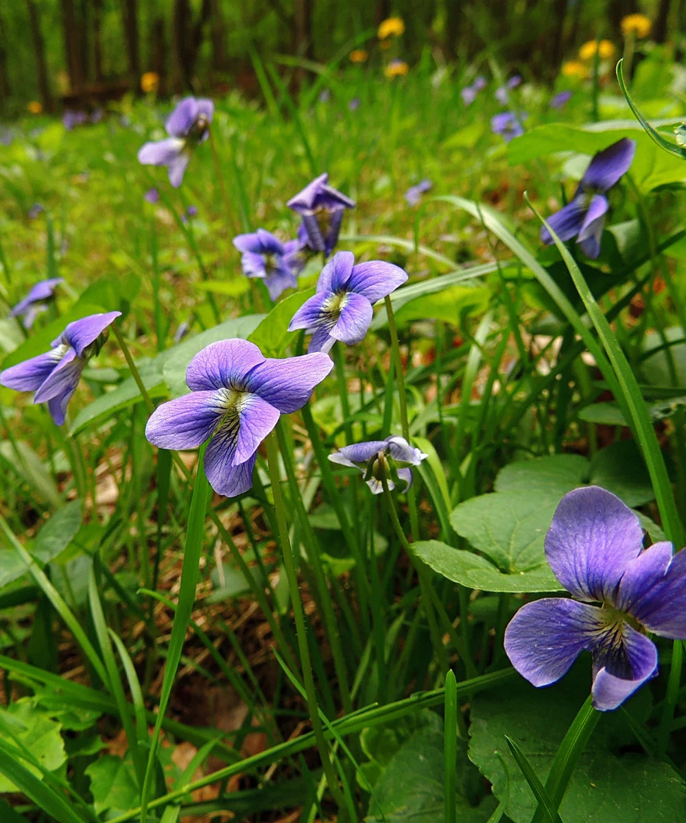 Wild Violets Plants - 10 Bare Root Perennial Edible Flowers - Ground Cover (Viola spp.)