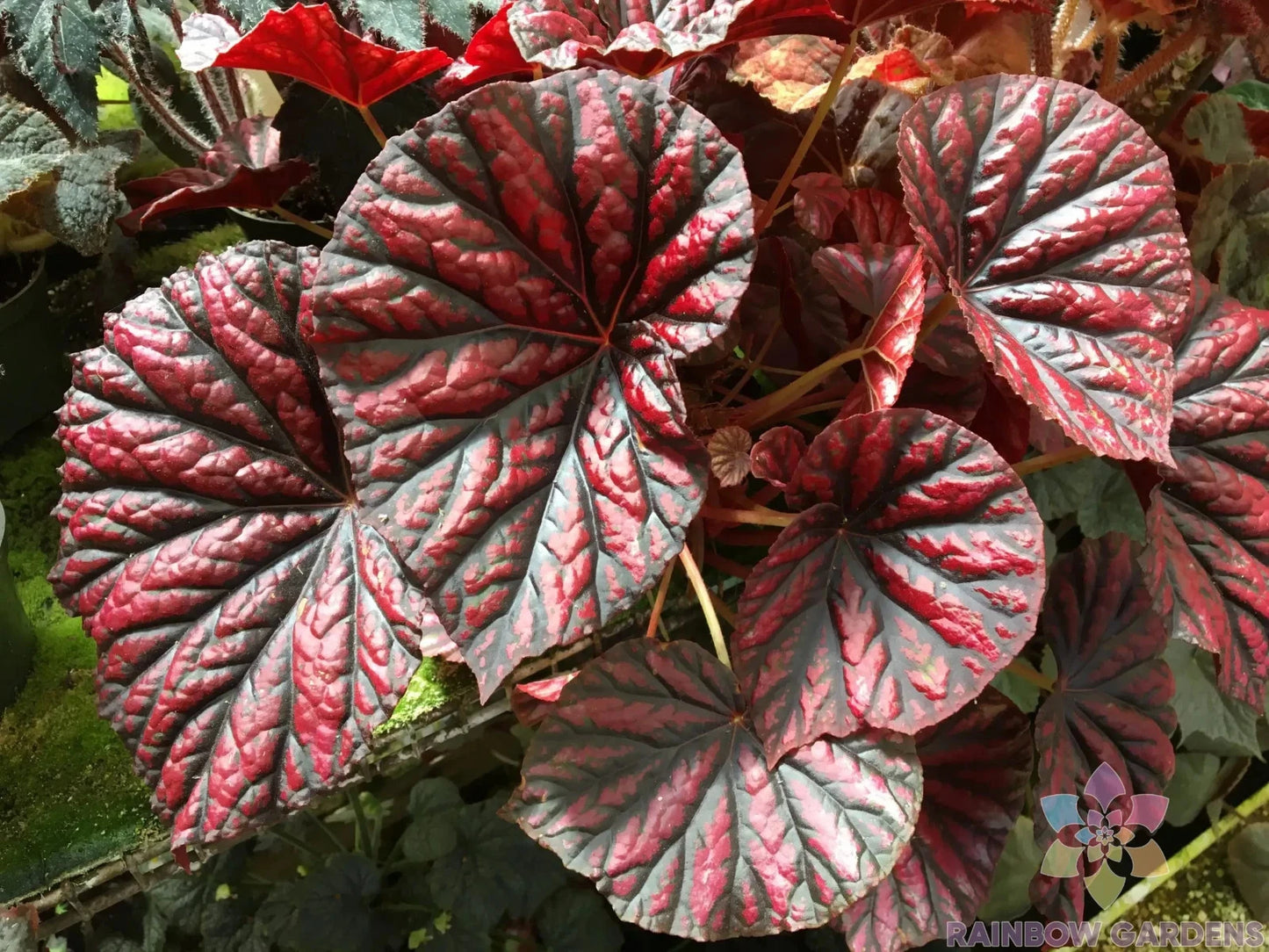 25+ Rhizomatous Begonia Seeds for Garden Planting - USA - Ideal for Indoor/Outdoor - (Begonia spp.)