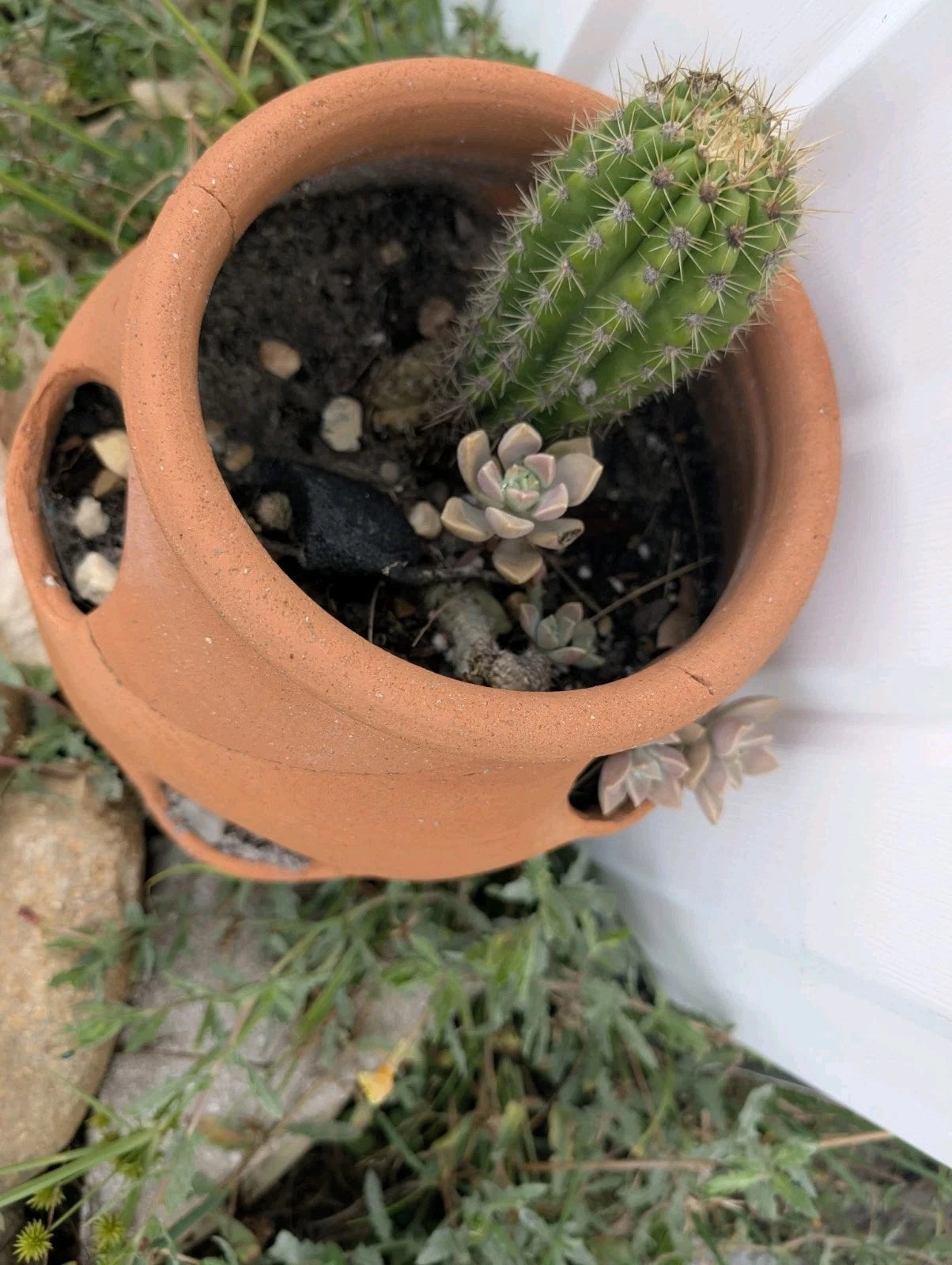 torch succulent Live Torch Cactus Cuttings 1-3in Tall Echinopsis Spachiana Single Pups Succulent Plant for Home Decor and Gardening – Jayme Garden