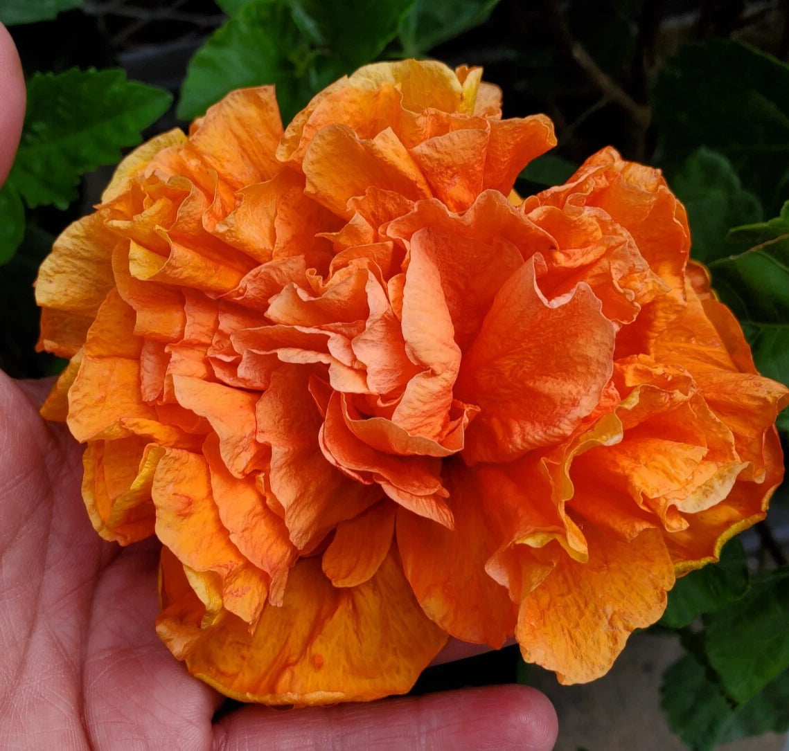 Hibiscus Starter Plant 5" Tall - Jane Cowell Variety - Exotic Tropical Orange Blooms - Hibiscus rosa-sinensis