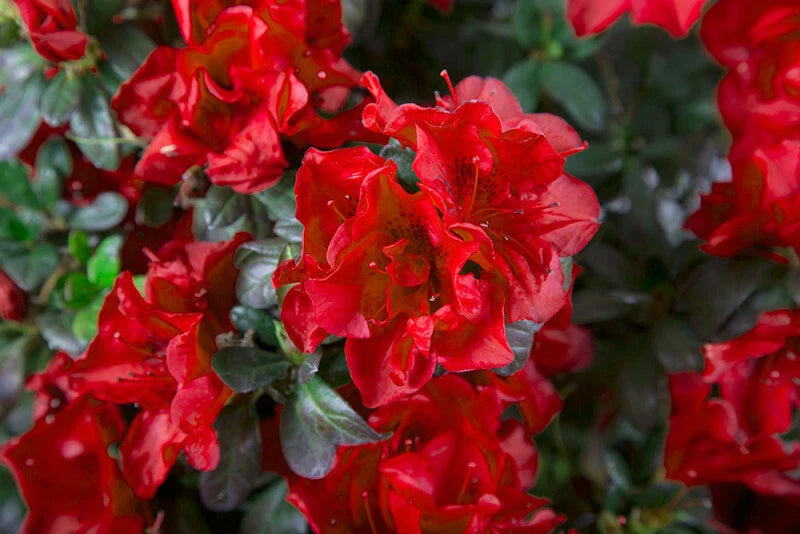 Azalea Starter Plant, Well Rooted, Deepest Red, Encore Autumn Fire, Deciduous (Rhododendron 'Encore Autumn Fire')