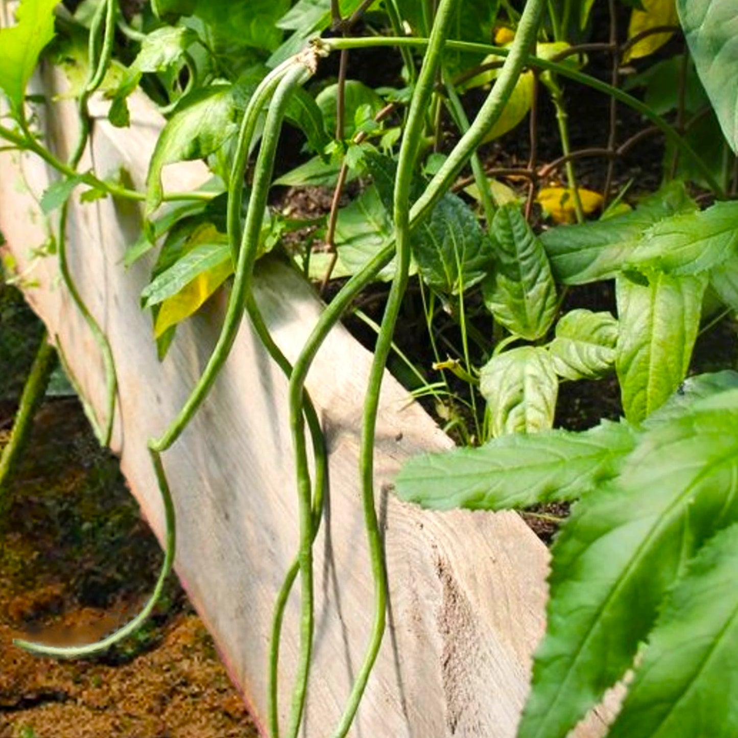 Bush Green Yard Long Bean Seeds | Chinese Green Beans Cowpea | 2025 Fast Shipping | Vigna unguiculata