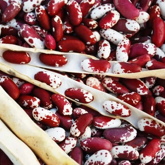 Jacob's Cattle Bean Seeds - 20 Seeds - High Yielding Variety - Phaseolus vulgaris